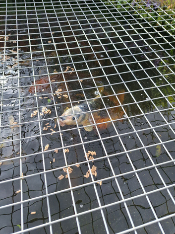 Koi