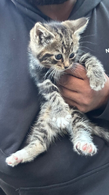 Stunning litter of Ragdoll x Bengal kittens ready now