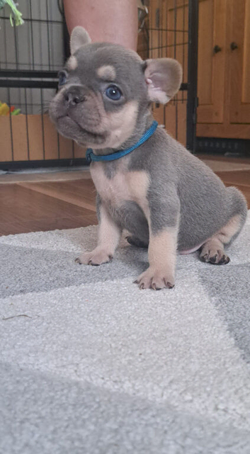 French bulldog puppies
