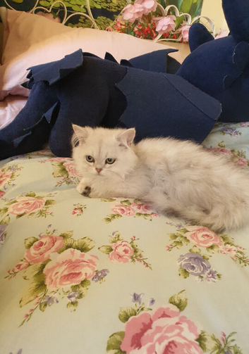 Beautiful Pedigree Chinchilla Persian Kitten.