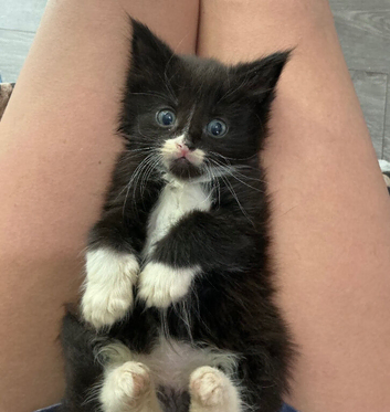 Kittens