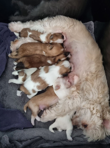 Shih tzu puppies