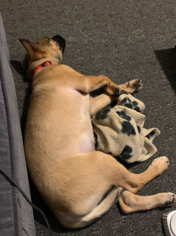 Belgian malinois cross border collie