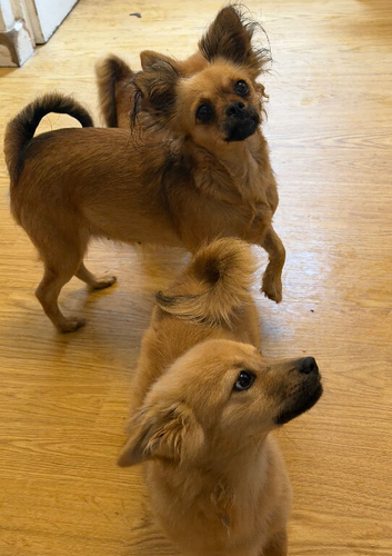 Papillon x Chihuahua Puppies
