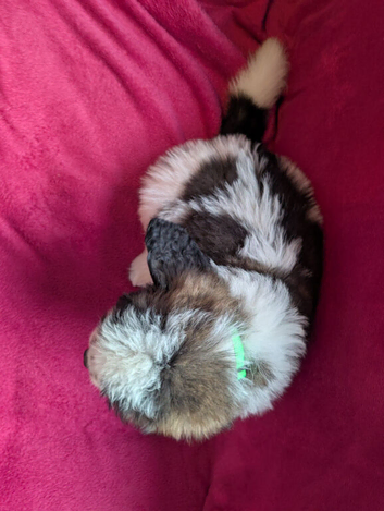 ST BERNARD PUPPIES