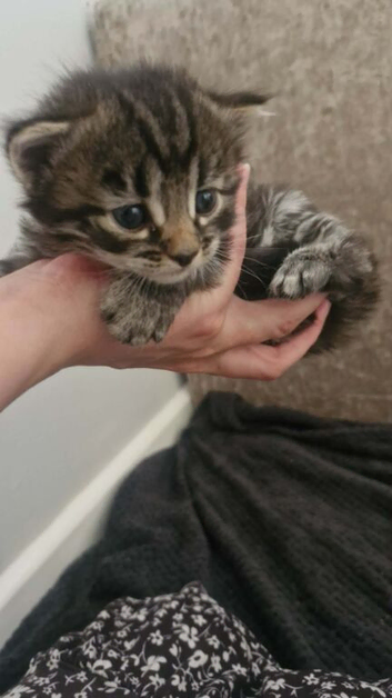 Beautiful tabby boy