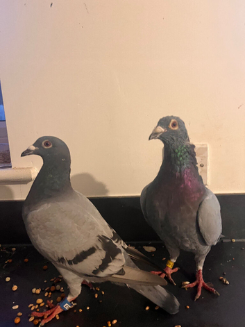 Beautiful pair racers pigeons