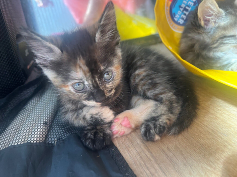 Beautiful kittens - 2 males 1 female