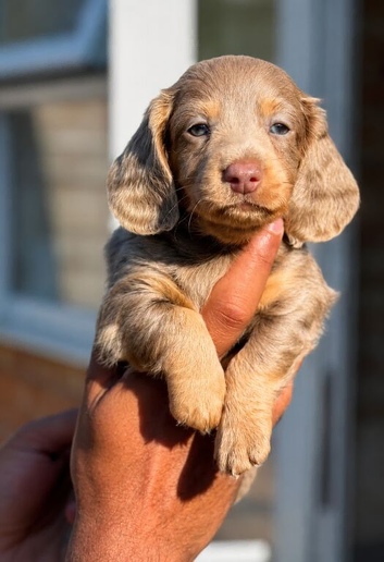 Miniature dachshund
