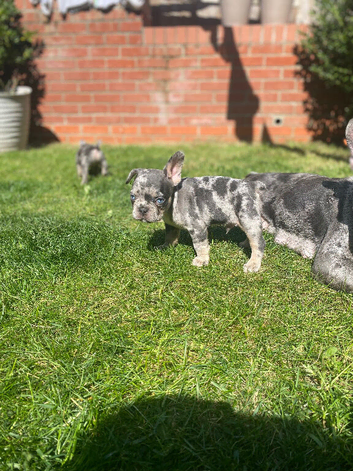 French Bull dog puppies