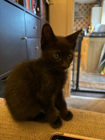 9 week old black male