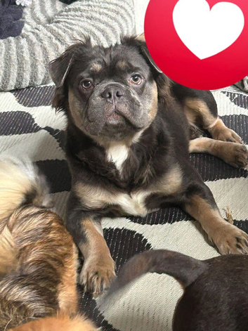 Heartbreaking sale of beautiful boy