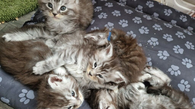 5 stunning mainecoon kittens available for reserve