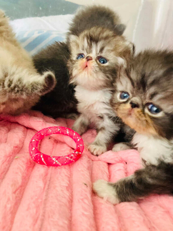 Persian Kittens