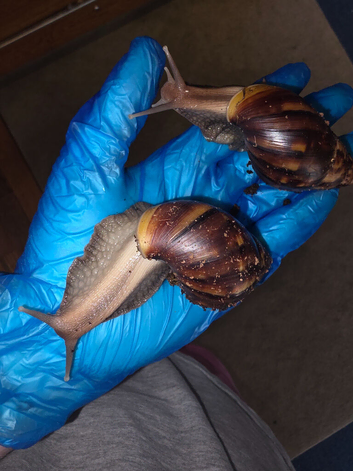 4 giant african land snails and plactic tub