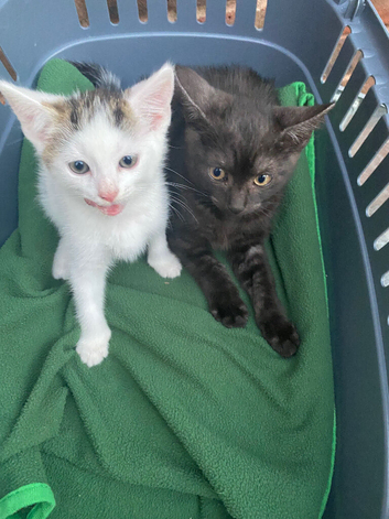 Beautiful kittens