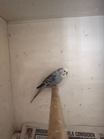 Blue grey cock bird budgie