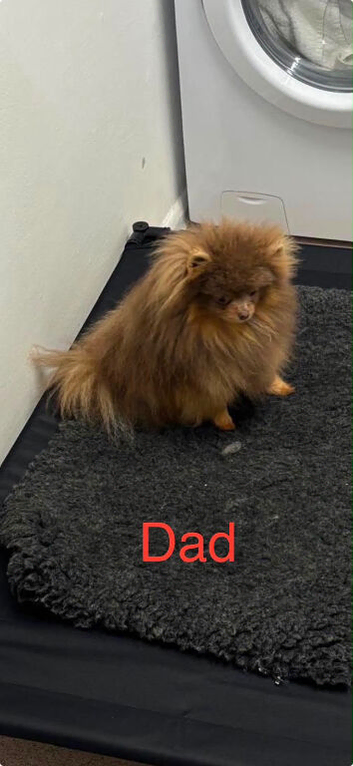 Panamanian pup