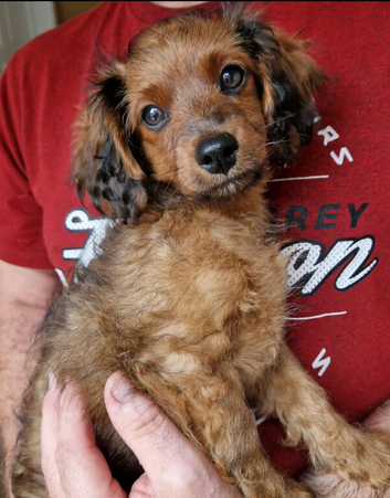 Fully Vaccinated Last Male Cavapoochon pup.