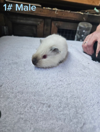 Beautiful guinea pigs for sale