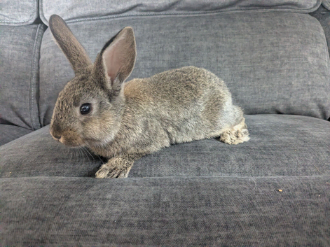 Californian x rabbits