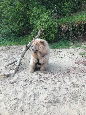 Chow chow short legged 8 months