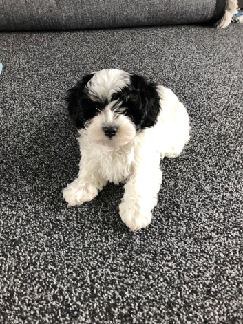 Havanese Maltese mix puppie