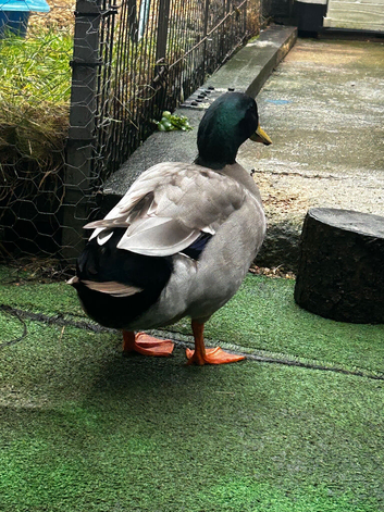 Friendly rehome my male duck