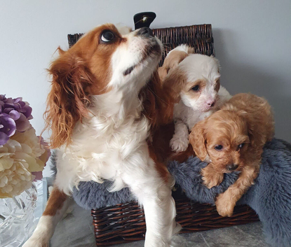 cavapoo