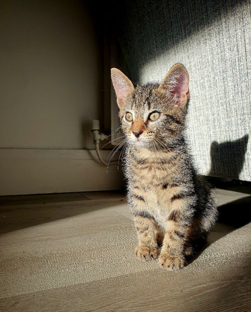 Beautiful male kitten