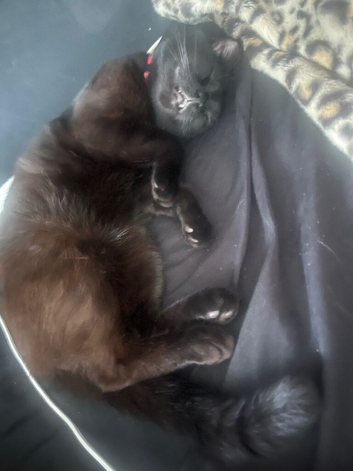 8 months mixed Birman