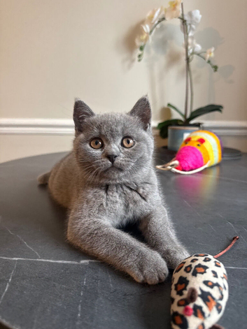 Beautiful British short hair kittens