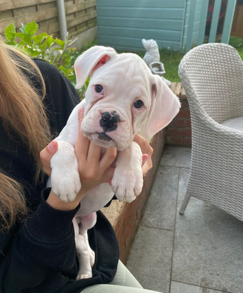 Beautiful White Boxer Puppy &ndash; Ready for Her Forever Home