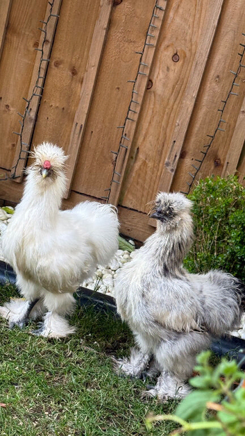 Silkie cockerel