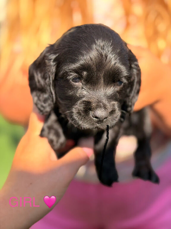 Working Cocker Spaniel Puppies