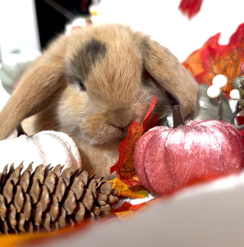 Mini Lop Babys