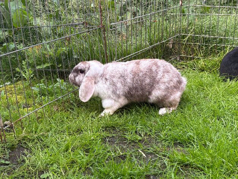1yo doe seeking new home