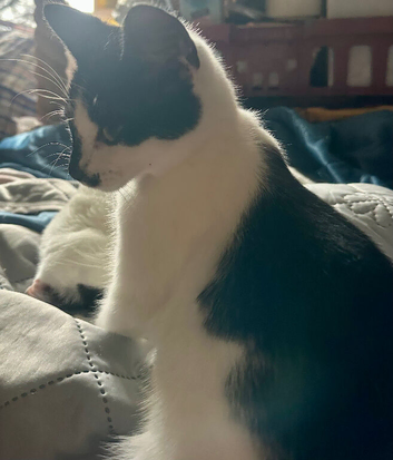 Beautiful little lady needs her forever home