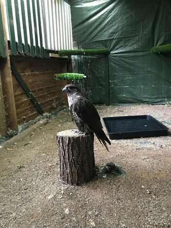 Male gyr Falcon
