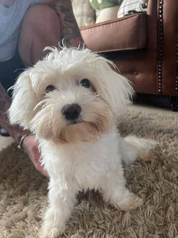 Maltese girl 6 half mths