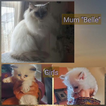 Ragdolls