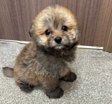 1 boy 10 week old pomapoo