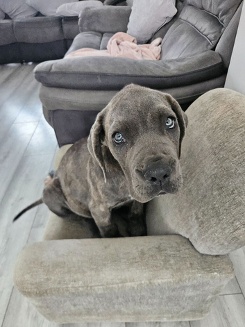 Cane corso