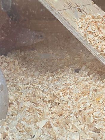 Button quail