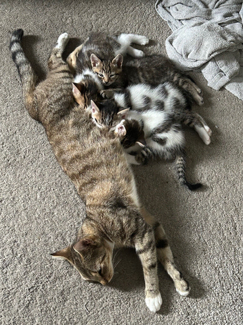 3 male kittens for sale