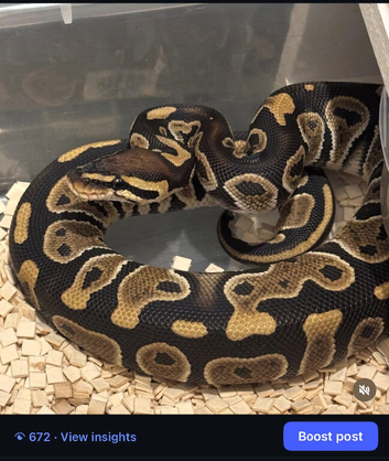 Snakes for sale