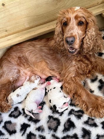 STUNNING KC Show-type cocker spaniel