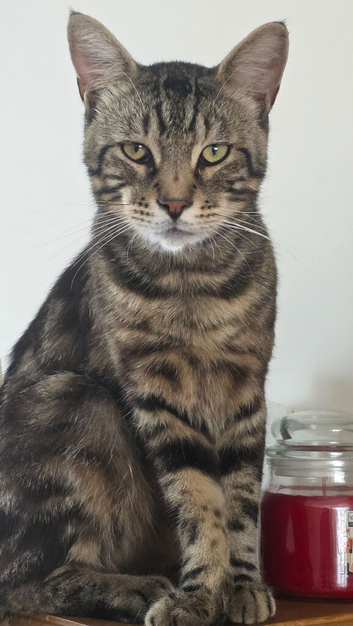 Large Black Tabby Male