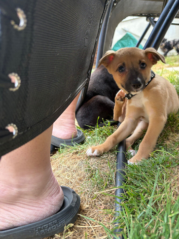 Whippet x puppies