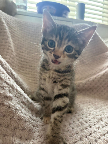Looking for forever homes